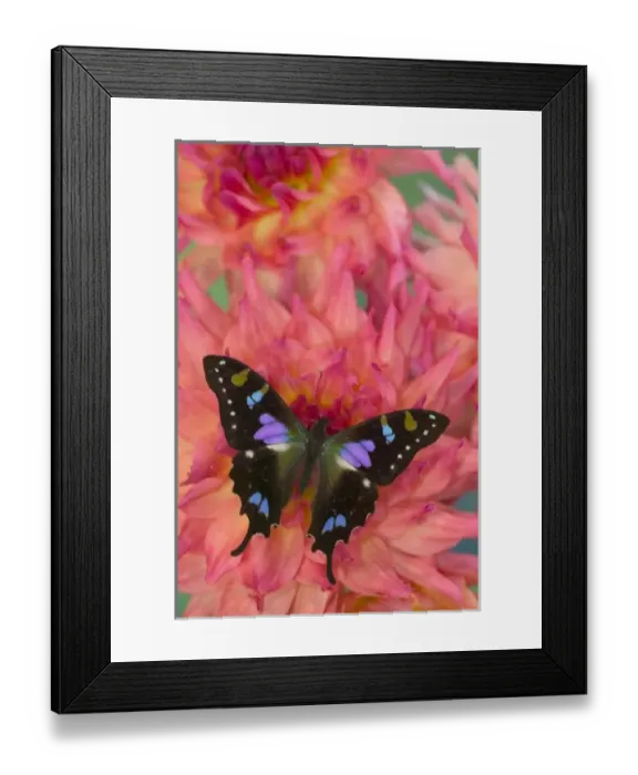 Framed Print : Sammamish Washington Photograph of Butterfly on Flowers, Graphium weiskei the Purple Framed Print : Sammamish Washington Photograph of Butterfly on Flowers, Graphium weiskei the Purple