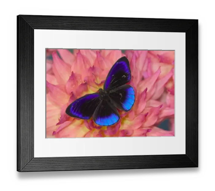 Framed Print : Sammamish Washington Photograph of Butterfly on Flowers, Eunica alcmena flora