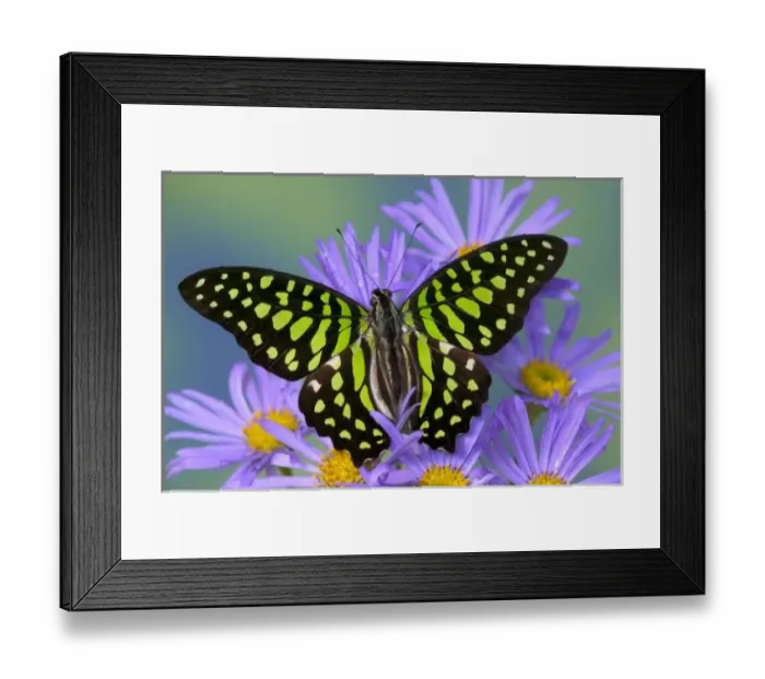 Framed Print : Sammamish Washington Photograph of Butterfly on Flowers, Graphium agamemnon the Tailed