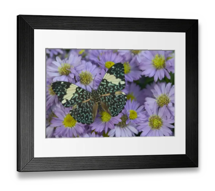 Framed Print : Sammamish Washington Photograph of Butterfly on Flowers, Hamadryas arinome the Starry Framed Print : Sammamish Washington Photograph of Butterfly on Flowers, Hamadryas arinome the Starry