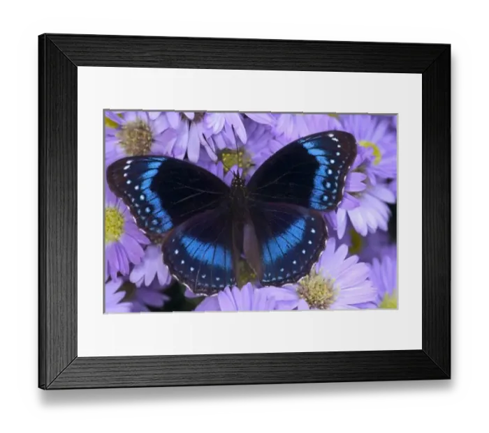 Framed Print : Sammamish Washington Photograph of Butterfly on Flowers, Hypolimnas alimena the Blue-banded