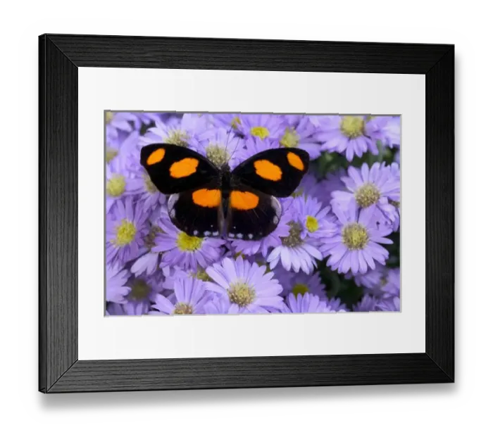Framed Print : Sammamish Washington Photograph of Butterfly on Flowers, Catonephele numilia Framed Print : Sammamish Washington Photograph of Butterfly on Flowers, Catonephele numilia