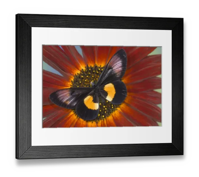 Framed Print : Sammamish Washington Photograph of Butterfly on Flowers, Miyana meyeri butterfly from PNG