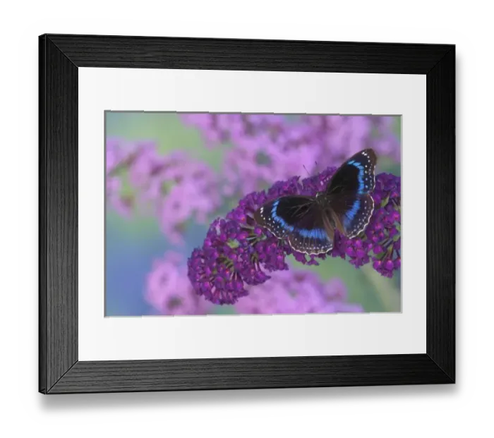 Framed Print : Sammamish Washington Photograph of Butterfly on Flowers, Hypolimnas alimena the Blue-banded