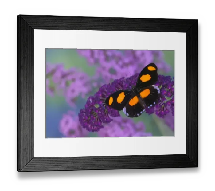 Framed Print : Sammamish Washington Photograph of Butterfly on Flowers, Catonephele numilia Framed Print : Sammamish Washington Photograph of Butterfly on Flowers, Catonephele numilia