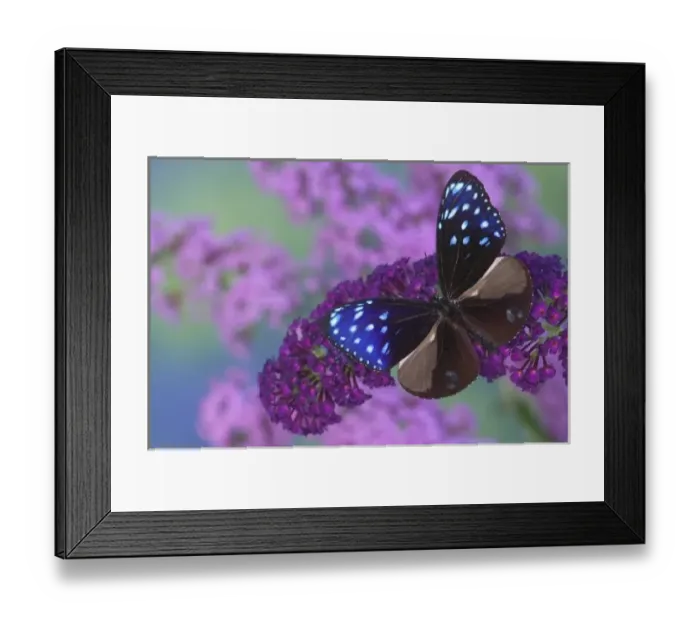 Framed Print : Sammamish Washington Photograph of Butterfly on Flowers, Euploea mulciber the Striped Framed Print : Sammamish Washington Photograph of Butterfly on Flowers, Euploea mulciber the Striped