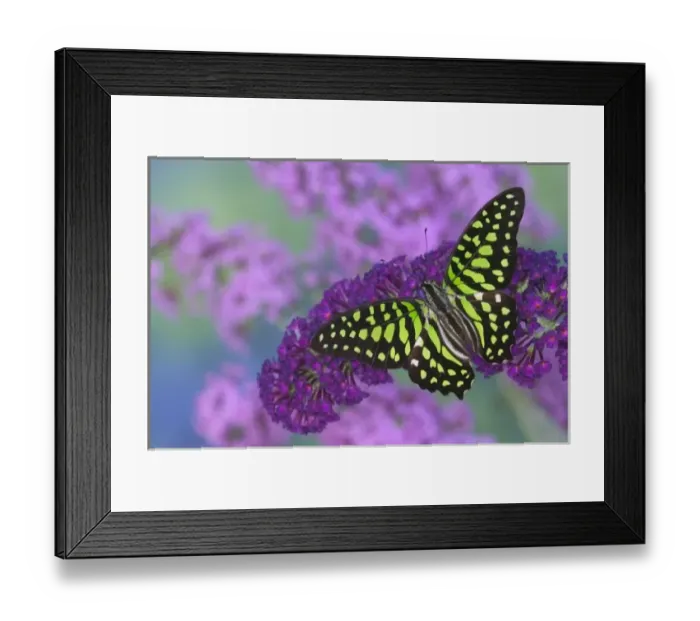 Framed Print : Sammamish Washington Photograph of Butterfly on Flowers, Graphium agamemnon the Tailed Framed Print : Sammamish Washington Photograph of Butterfly on Flowers, Graphium agamemnon the Tailed