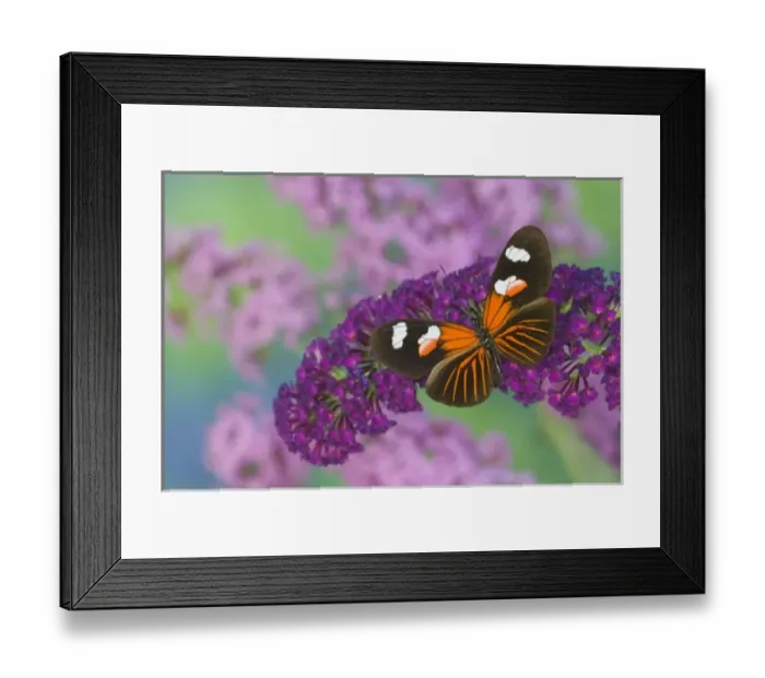 Framed Print : Sammamish Washington Photograph of Butterfly on Flowers, Heliconius melpomene Framed Print : Sammamish Washington Photograph of Butterfly on Flowers, Heliconius melpomene
