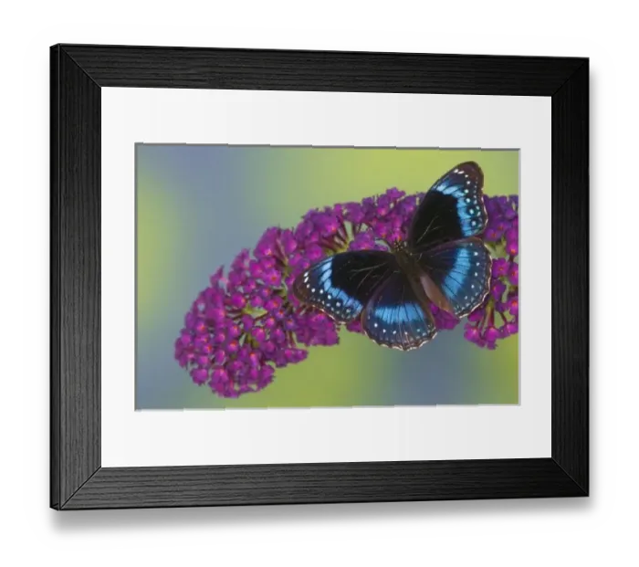 Framed Print : USA, North America, Washington Framed Print : USA, North America, Washington