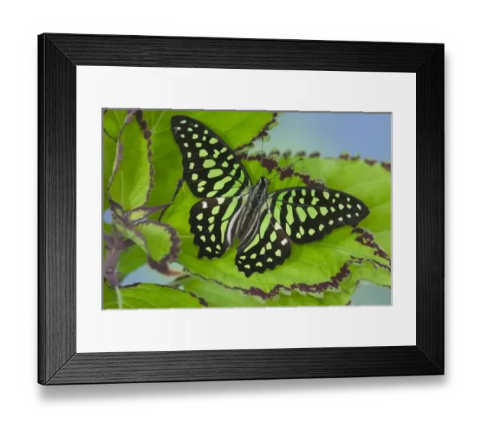 Framed Print : Sammamish Washington Photograph of Butterfly on Flowers, Graphium agamemnon the Tailed Framed Print : Sammamish Washington Photograph of Butterfly on Flowers, Graphium agamemnon the Tailed