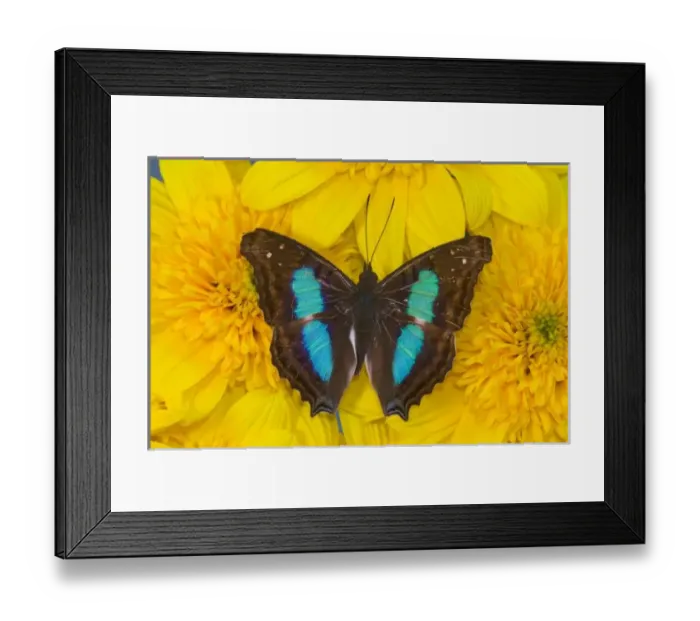 Framed Print : Sammamish Washington