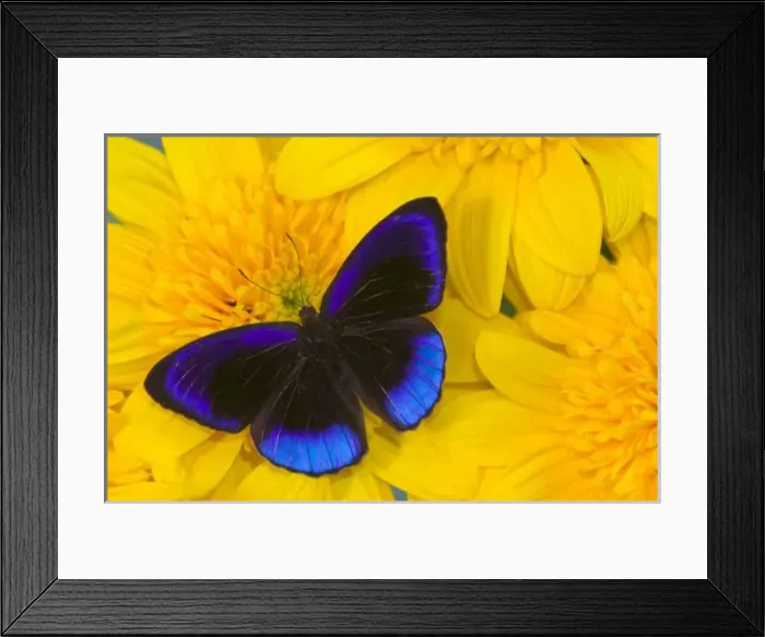 Framed Print : Sammamish Washington Photograph of Butterfly on Flowers, Eunica alcmena flora Framed Print : Sammamish Washington Photograph of Butterfly on Flowers, Eunica alcmena flora