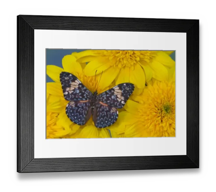 Framed Print : Sammamish Washington