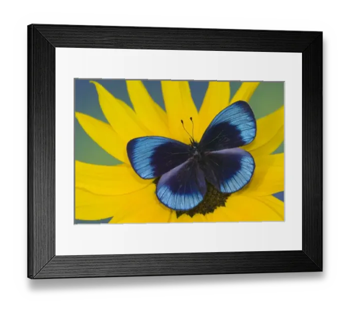 Framed Print : USA, North America, Washington Framed Print : USA, North America, Washington