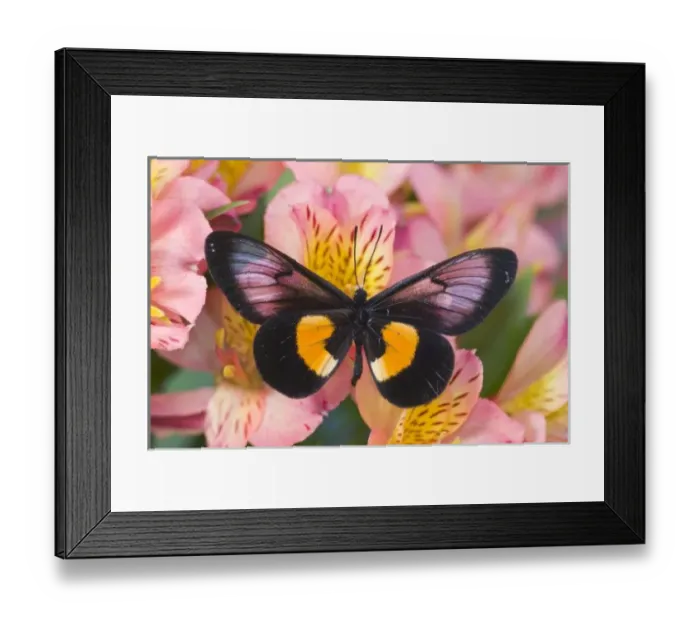 Framed Print : Sammamish Washington Photograph of Butterfly on Flowers, Miyana meyeri butterfly from PNG Framed Print : Sammamish Washington Photograph of Butterfly on Flowers, Miyana meyeri butterfly from PNG