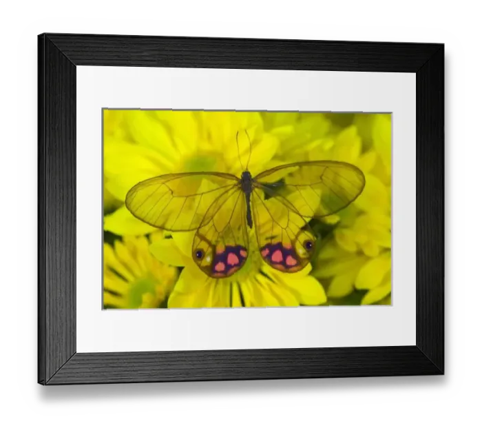 Framed Print : Sammamish Washington Framed Print : Sammamish Washington