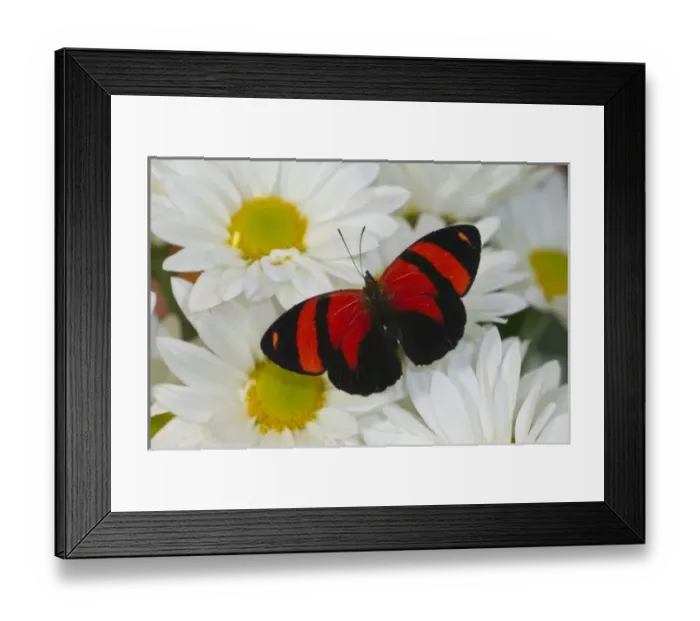 Framed Print : USA, North America, Washington