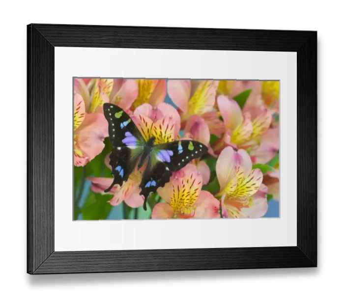 Framed Print : Sammamish Washington Framed Print : Sammamish Washington