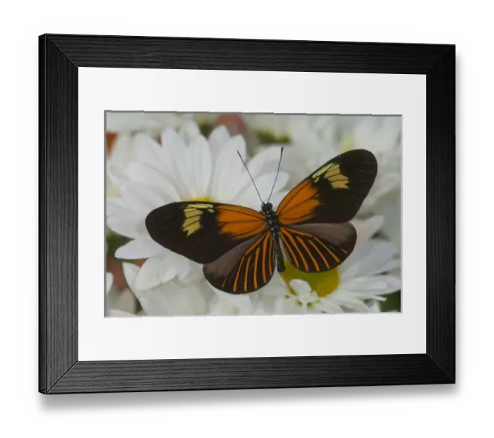 Framed Print : Sammamish Washington Photograph of Butterfly on Flowers, Heliconius melpomene