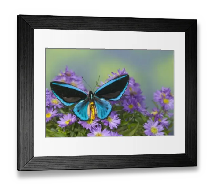 Framed Print : Sammamish Washington Framed Print : Sammamish Washington