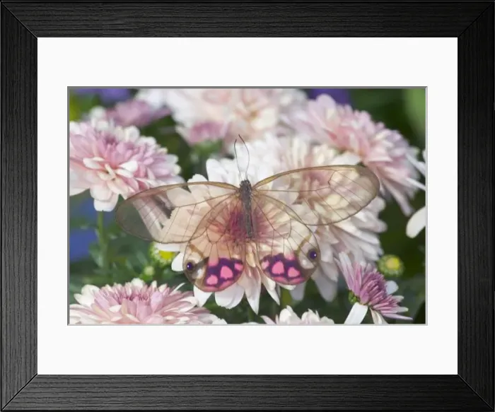 Framed Print : Sammamish Washington Photograph of Butterfly on Flowers, Cithaerias merolina