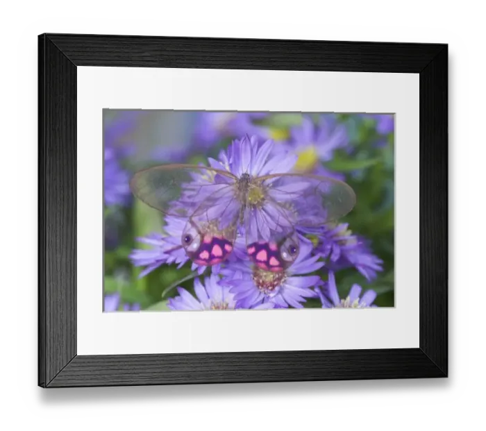 Framed Print : Sammamish Washington Photograph of Butterfly on Flowers, Cithaerias merolina Framed Print : Sammamish Washington Photograph of Butterfly on Flowers, Cithaerias merolina