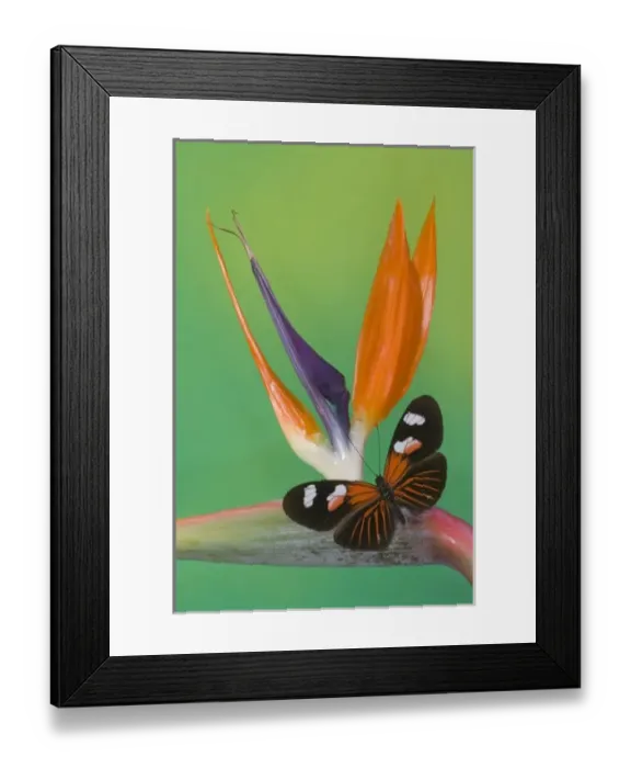 Framed Print : Sammamish Washington Photograph of Butterfly on Flowers, Heliconius melpomene