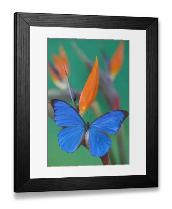 Framed Print : Sammamish Washington Photograph of Butterfly on Flowers, Morpho anaxibia from Brazil Framed Print : Sammamish Washington Photograph of Butterfly on Flowers, Morpho anaxibia from Brazil