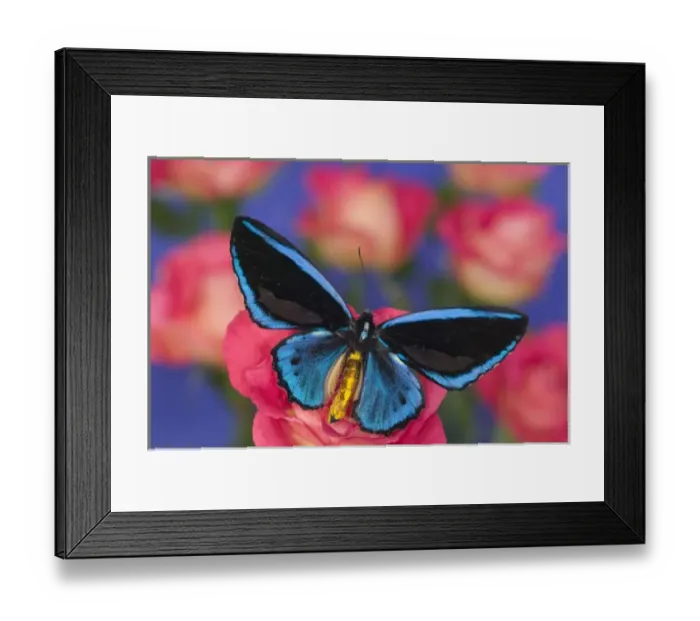 Framed Print : Sammamish Washington Photograph of Butterfly on Flowers, Ornithoptera priamus caelestis Framed Print : Sammamish Washington Photograph of Butterfly on Flowers, Ornithoptera priamus caelestis