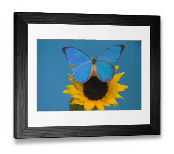 Framed Print : Sammamish Washington Photograph of Butterfly on Flowers, Morpho anaxibia from Brazil Framed Print : Sammamish Washington Photograph of Butterfly on Flowers, Morpho anaxibia from Brazil