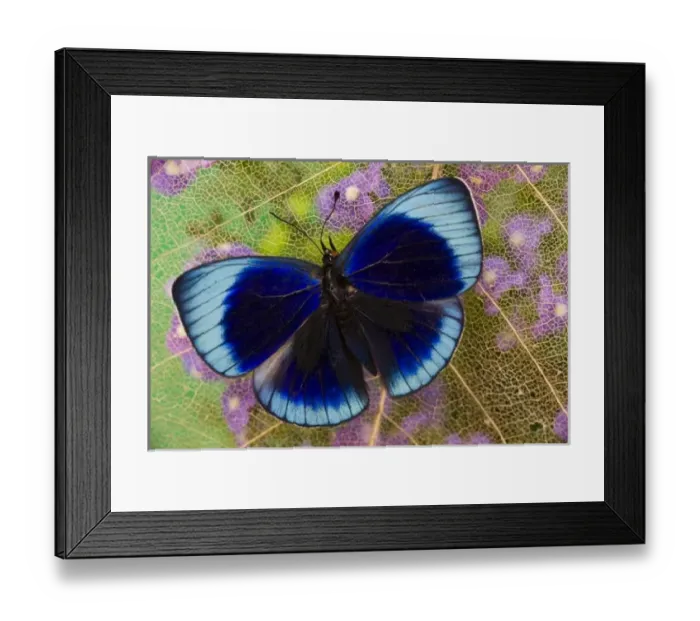 Framed Print : Sammamish Washington Framed Print : Sammamish Washington