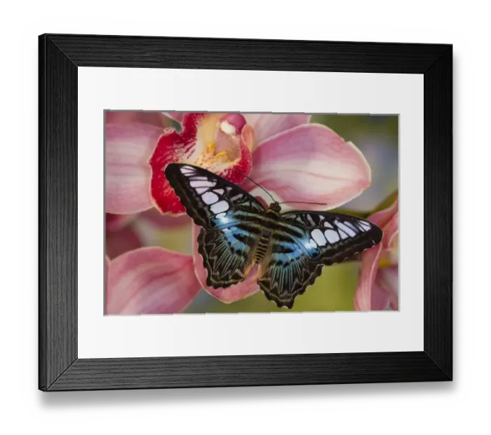 Framed Print : Sammamish, Washington Tropical Butterfly Photograph of Parthenos sylvia lilacinus Framed Print : Sammamish, Washington Tropical Butterfly Photograph of Parthenos sylvia lilacinus