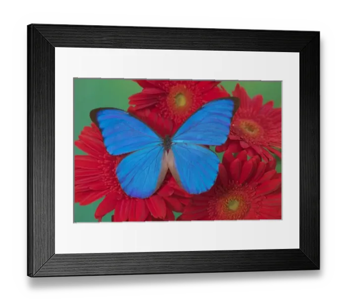 Framed Print : Sammamish Washington Photograph of Butterfly on Flowers, Morpho anaxibia from Brazil Framed Print : Sammamish Washington Photograph of Butterfly on Flowers, Morpho anaxibia from Brazil