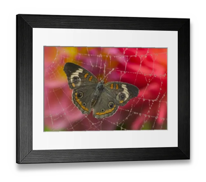 Framed Print : Sammamish Washington Photograph of Butterfly on Flowers, Junonia the Buckeye Butterfly Framed Print : Sammamish Washington Photograph of Butterfly on Flowers, Junonia the Buckeye Butterfly