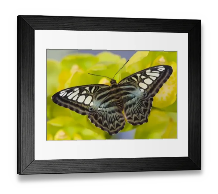 Framed Print : Sammamish, Washington Tropical Butterfly Photograph of Parthenos sylvia lilacinus