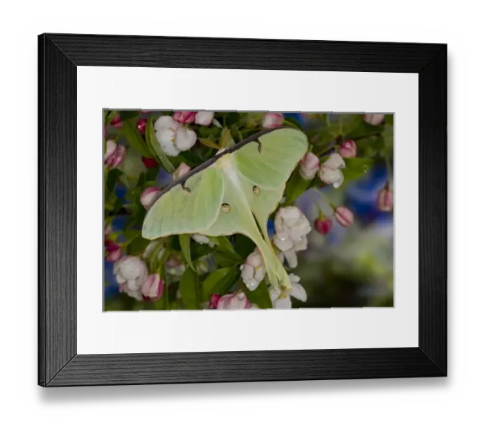 Framed Print : Male Luna Silk Framed Print : Male Luna Silk