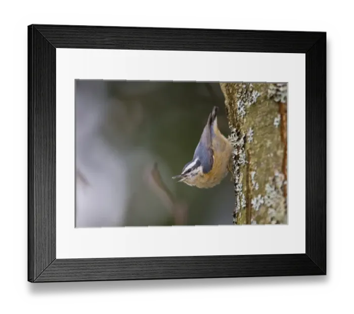 Framed Print : North America, USA, Washington State, Red-brested Nuthatch, female