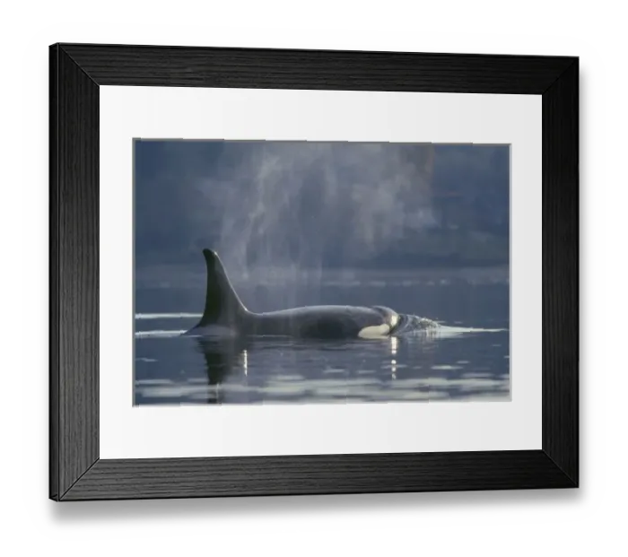 Framed Print : Adult female Orca Whale (Orcinus Orca), Puget Sound, Dyes Inlet, Washington State, USA Framed Print : Adult female Orca Whale (Orcinus Orca), Puget Sound, Dyes Inlet, Washington State, USA
