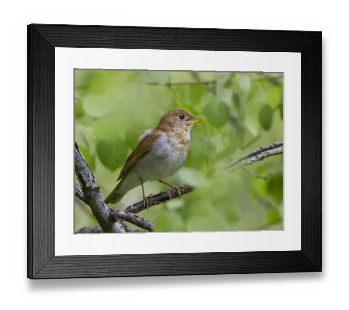 Framed Print : USA, Ellensburg, Washington. Male Veery singing in forest, in Wenas WIldlife Area