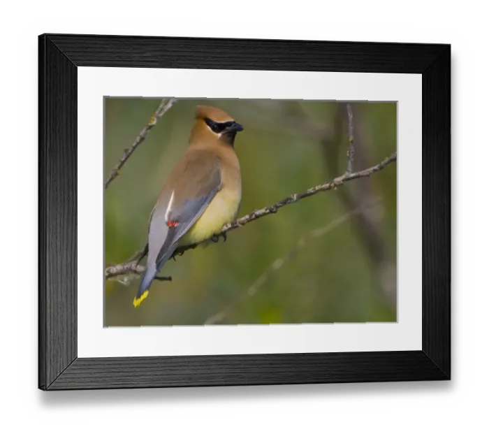 Framed Print : USA, Lake Sammamish, Washington. Cedar Waxwing perched on branch