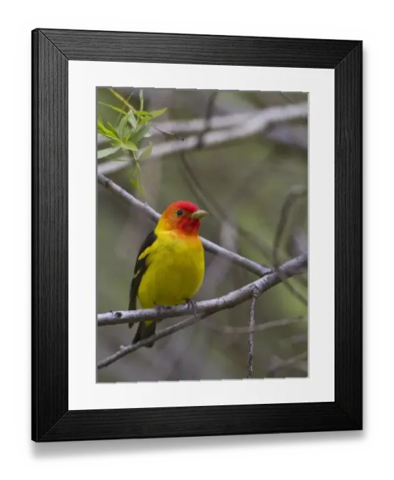 Framed Print : USA, Ellensburg