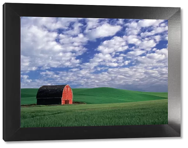 Red barn in wheat & barley field in Whitman County, Washington state PR (MR)