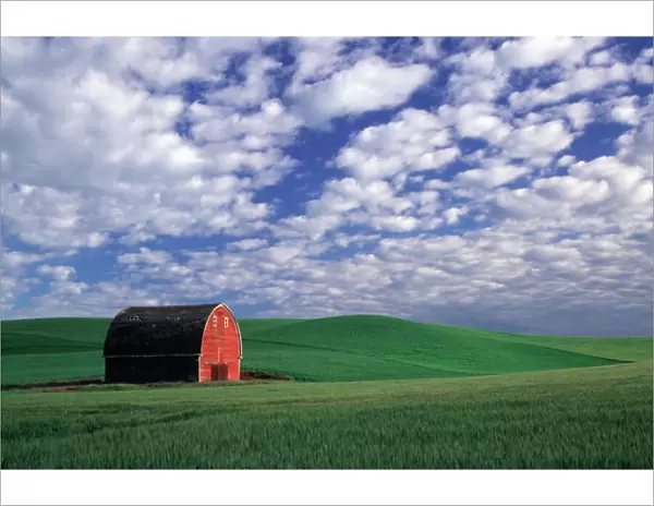 Red barn in wheat & barley field in Whitman County, Washington state PR (MR)