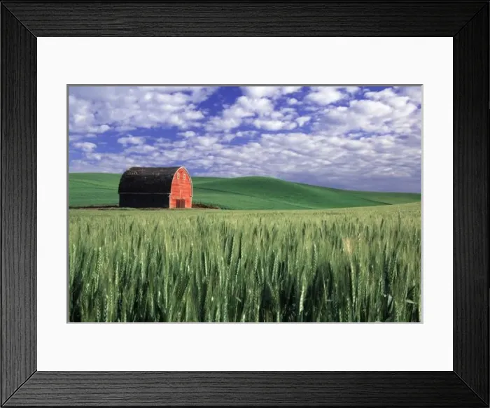 Framed Print : Red barn in wheat