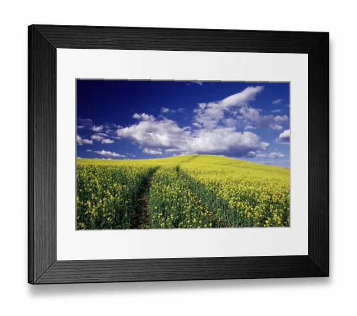 Framed Print : Yellow canola in Whitman County Washington state Framed Print : Yellow canola in Whitman County Washington state