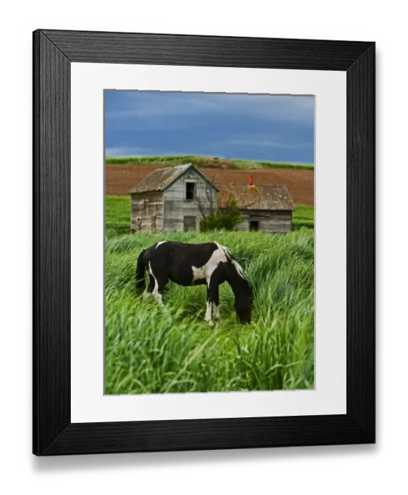 Framed Print : Viewing horses in a field in the Palouse southwest of Colfax in Washington State Framed Print : Viewing horses in a field in the Palouse southwest of Colfax in Washington State