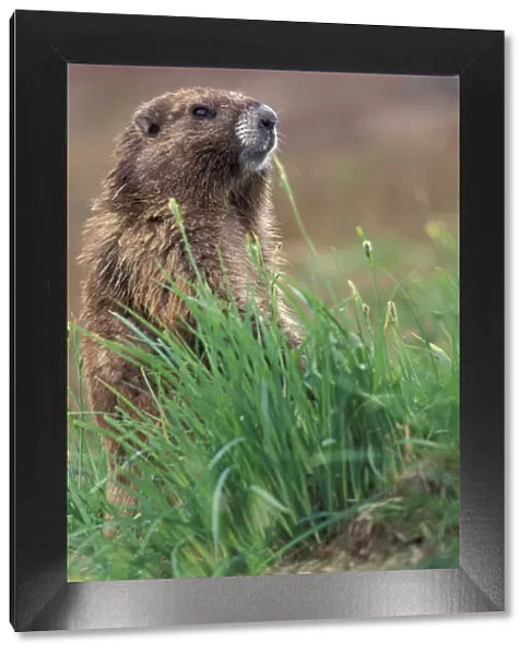 NA, USA, Washington, Olympic NP, Olympic marmot near burrow watching for threats