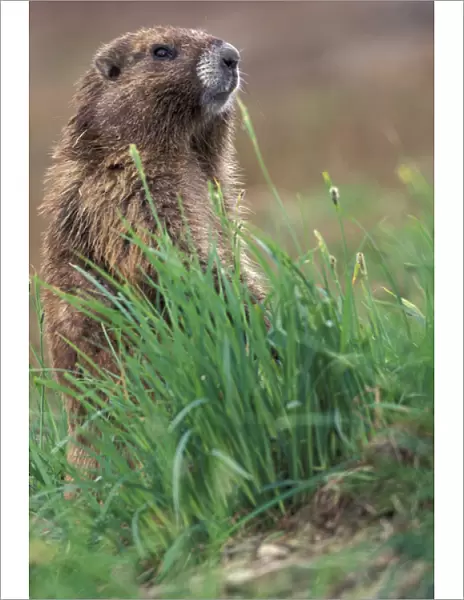 NA, USA, Washington, Olympic NP, Olympic marmot near burrow watching for threats
