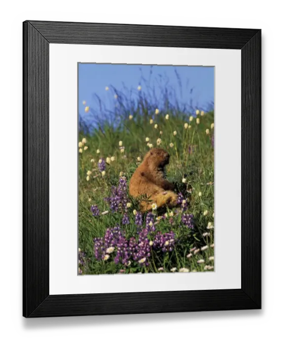 Framed Print : NA, USA, Washington, Olympic NP, Olympic marmot eating flowers in meadow near Obstruction Framed Print : NA, USA, Washington, Olympic NP, Olympic marmot eating flowers in meadow near Obstruction