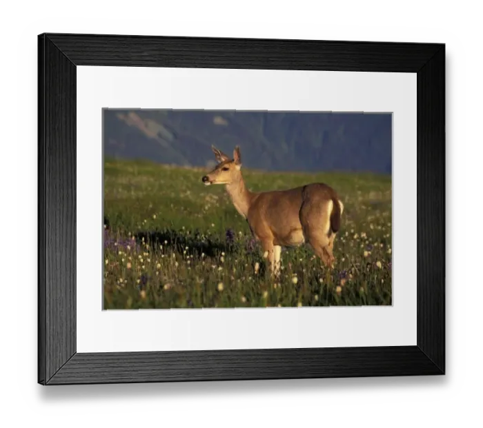 Framed Print : NA, USA, Washington